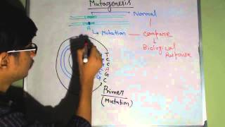 Site directed mutagenesis [upl. by Somerville979]