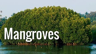 Mangroves  The Guardians of the Coasts [upl. by Aynahs]