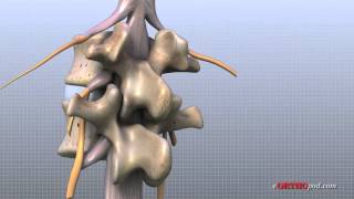 Lumbar Spine Anatomy [upl. by Edan]