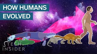 Incredible Animation Shows How Humans Evolved From Early Life [upl. by Aikmat830]