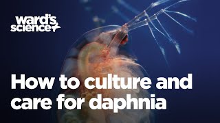 Caring and Culturing for Daphnia [upl. by Cacie487]