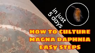 How to Culture Magna Daphnia Easily [upl. by Pitchford]