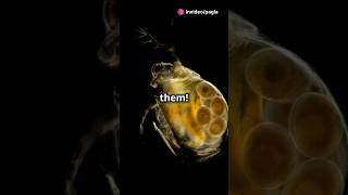 How to culture Daphnia for your Aquarium [upl. by Magdala]