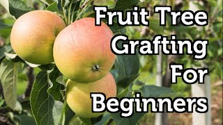 Fruit Tree Grafting for Beginners [upl. by Lorinda]