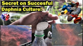 How to Culture Daphnia Successfully [upl. by Aielam135]