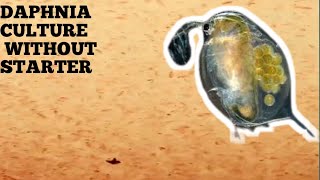 HOW TO CULTURE DAPHNIA NATURALLY WITHOUT A STARTER [upl. by Ranita418]