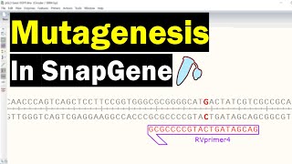 Simulate Mutagenesis In SnapGene [upl. by Pegeen]