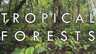 Tropical Rainforest and Tropical Seasonal Forest  Biomes1 [upl. by Enriqueta25]