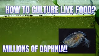 How to Culture Daphnia Secret Method to Breed MILLIONS  Simply Aquatic [upl. by Naman]