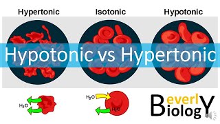 Hypotonic vs Hypertonic Solutions [upl. by Lubbi]