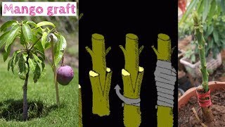 How to Graft a Mango Tree w Dr Richard Campbell [upl. by Sonitnatsok]