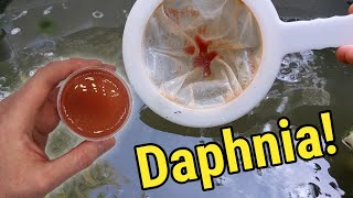 How I Culture Daphnia In Outdoor Tubs [upl. by Merrow80]