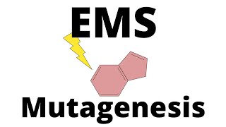 EMS Mutagenesis explained [upl. by Selegna]