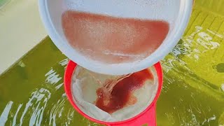 How to culture daphnia  Daphnia culture  How to grow daphnia outdoor [upl. by Ahseiyn268]