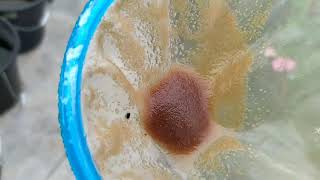 How to culture daphnia moina in a small container Part 1 English Subtitle [upl. by Analeh]