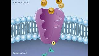 How the Sodium Potassium Pump Works HD Animation [upl. by Lidia]