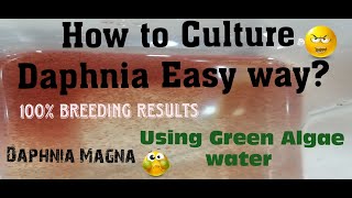 Daphnia MagnaHow to Culture Daphnia Easy wayCulturing Daphnia using Green water Daphnia [upl. by Anaic]