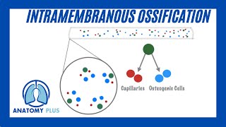 Intramembranous Ossification [upl. by Redlac932]