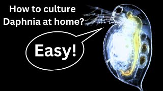 BEST Live Fish Food Beginner guide How to Culture Daphnia at home [upl. by Hayward]