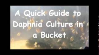 How to culture daphnia outside [upl. by Eninahs656]