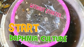 How to culture daphnia moina the easy way 1  Starting the Daphnia culture [upl. by Aniret472]