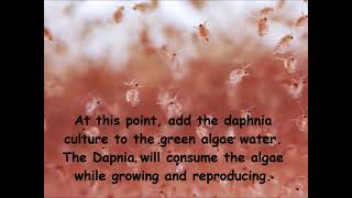 Daphnia  How to grow daphnia in your home [upl. by Adlesirg340]