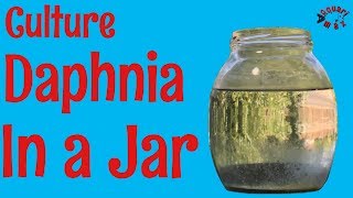 How to Culture Daphnia in a Jar [upl. by Sualkcin646]