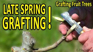 LATE SPRING GRAFTING  Grafting Fruit Trees [upl. by Ennovyhc]