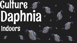 How to Culture Daphnia [upl. by Victor]