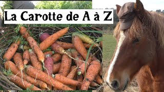 La Carotte de A à Z presque [upl. by Grieve]