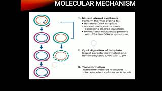 Site directed mutagenesis [upl. by Knobloch]