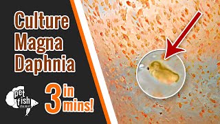 How to culture DAPHNIA MAGNA  The easy way [upl. by Bible]