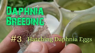 Daphnia Culture made simple and easy 3  Hatching Daphnia eggs [upl. by Mintun871]