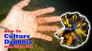 How to Culture Daphnia with ZERO Cost  Unlimited Live Food For Our Fish [upl. by Cleasta223]