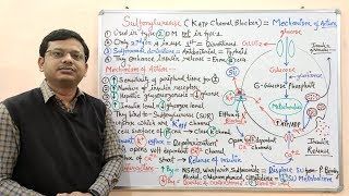 Diabetes Mellitus Part10 Mechanism of Action of Sulfonylurease  Antidiabetic Drugs  Diabetes [upl. by Marquet179]