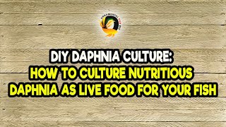 DIY Daphnia Culture How to Culture Nutritious Daphnia as Live Food for Your Fish [upl. by Cassi]