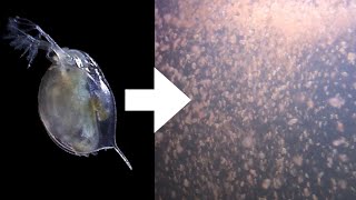 How I Culture Daphnia [upl. by Lawtun506]