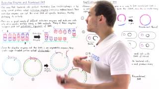 Restriction Enzymes and Recombinant DNA [upl. by Aseuqram]