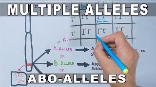 Multiple Alleles [upl. by Bolanger]