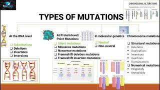 Mutations And Types Of Mutations [upl. by Eatnoled203]