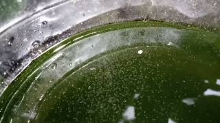 DAPHNIA MOINA CULTURE IN A SMALL BUCKET [upl. by Rothschild135]