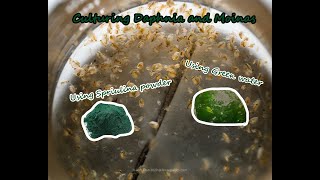 How To Culture Daphnia and Moinas using Green Water Spirulina powder [upl. by Kella]