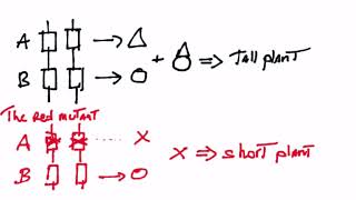 The complementation test [upl. by Marden]