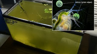 Raising Daphnia for the Freshwater Aquarium [upl. by Cairns]