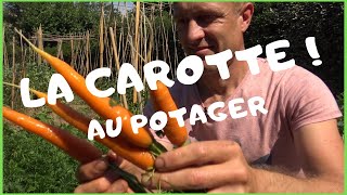 Réussir la carotte au potager [upl. by Chilt]