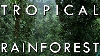 The Tropical Rainforest Climate  Secrets of World Climate 1 [upl. by Yokoyama646]