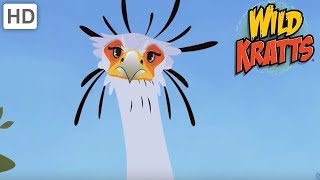 Wild Kratts  Raptors The Hunter Birds  Kids Videos [upl. by Partridge734]