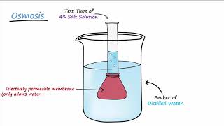 Diffusion amp Osmosis [upl. by Arikahc]