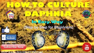 HOW TO CULTURE DAPHNIA In Easy Way [upl. by Nhguahs]